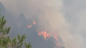 Lee más sobre el artículo VAN 10 INCENDIOS FORESTALES EN CADEREYTA