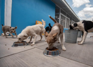 Lee más sobre el artículo ALISTA PRI COLECTA DE FIRMAS PARA QUITAR IVA EN ALIMENTO DE MASCOTAS