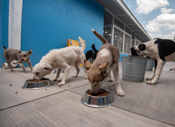 Lee más sobre el artículo ALISTA PRI COLECTA DE FIRMAS PARA QUITAR IVA EN ALIMENTO DE MASCOTAS