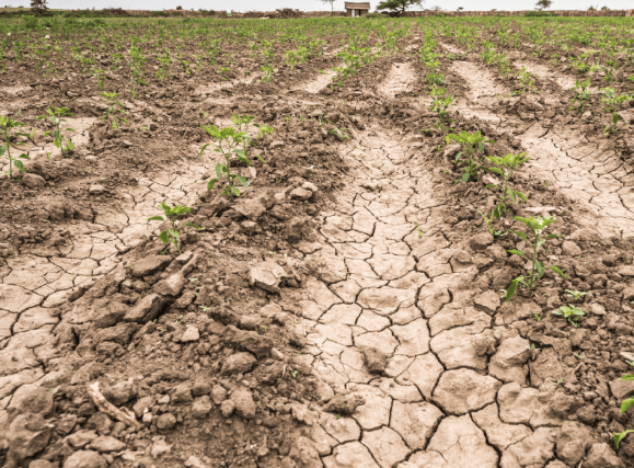 Lee más sobre el artículo ENTREGARÁN APOYOS A 20 MIL PRODUCTORES AFECTADOS POR LA SEQUÍA