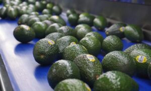 Lee más sobre el artículo Abren la frontera de Brasil al aguacate Hass mexicano