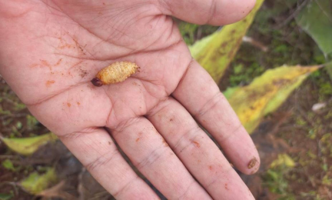 Lee más sobre el artículo Mantienen vigilancia 20 km a la redonda, por primer caso de gusano barrenador en Qro