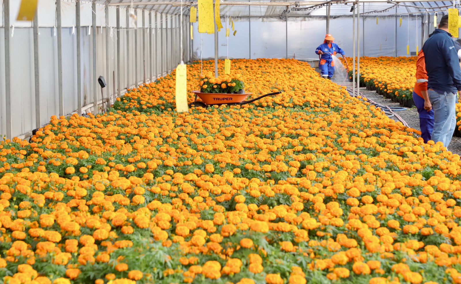Lee más sobre el artículo Municipio de Querétaro, colocará más de 30 mil plantas para las festividades de Día de Muertos