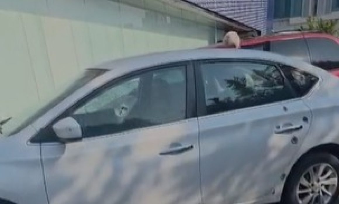 Lee más sobre el artículo Confirman que intento de robo a banco fue en traslado de valores