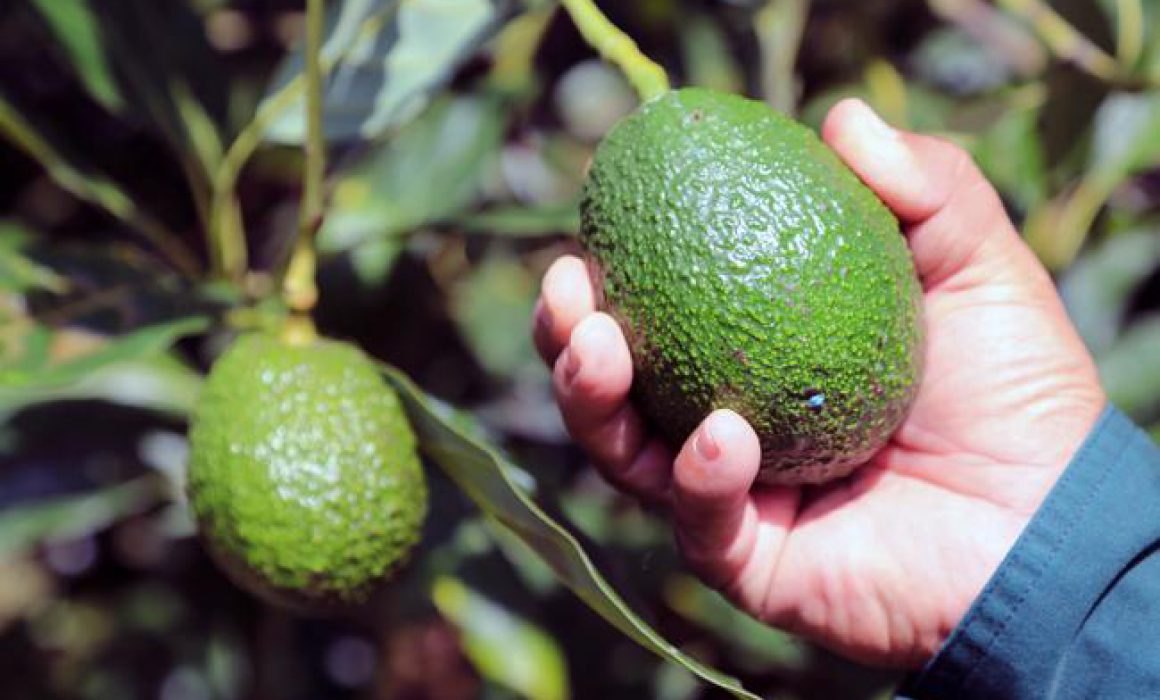Lee más sobre el artículo Mantiene Michoacán liderazgo en aguacate pese a caída en la producción