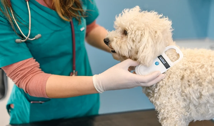 Lee más sobre el artículo Microchip tendrá costo para animales no esterilizados a partir de éste año Querétaro.