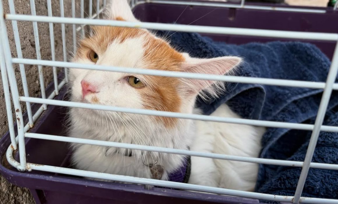 Lee más sobre el artículo Bienestar Animal atendió casi 4 mil rescates por maltrato en 2025