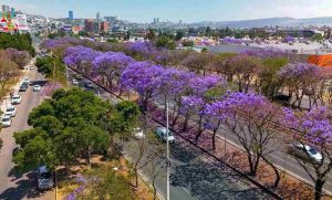 Lee más sobre el artículo Las jacarandas pintan de color violeta a Querétaro
