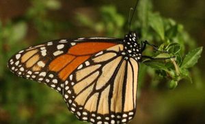 Lee más sobre el artículo Presencia de mariposa Monarca aumenta 64% en México; lidera El Rosario