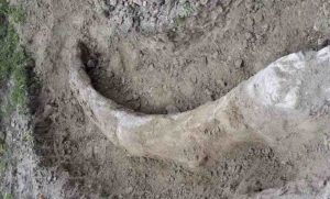 Lee más sobre el artículo Resguarda INAH colmillo de mamut hallado en Guanajuato, México