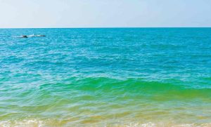 Lee más sobre el artículo Descartan presencia de hidrocarburos en aguas de Yucatán tras derrame en el Golfo