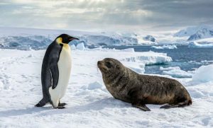 Lee más sobre el artículo Declaran en peligro al pingüino emperador y a la foca antártica.
