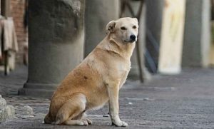 Lee más sobre el artículo Detectan gusano barrenador ahora en un perro en SJR
