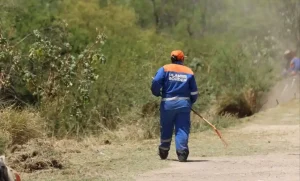Lee más sobre el artículo Trabajan para combatir plaga de mosquitos en el Querétaro 2000