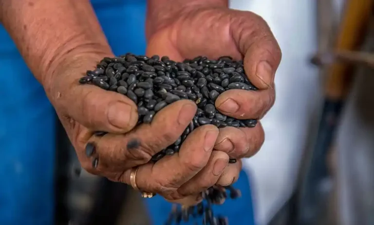 Impacta inflación en azúcar, arroz y frijol de despensas