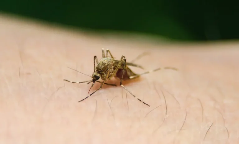 Refuerzan vigilancia por dengue; Querétaro mantiene un caso.
