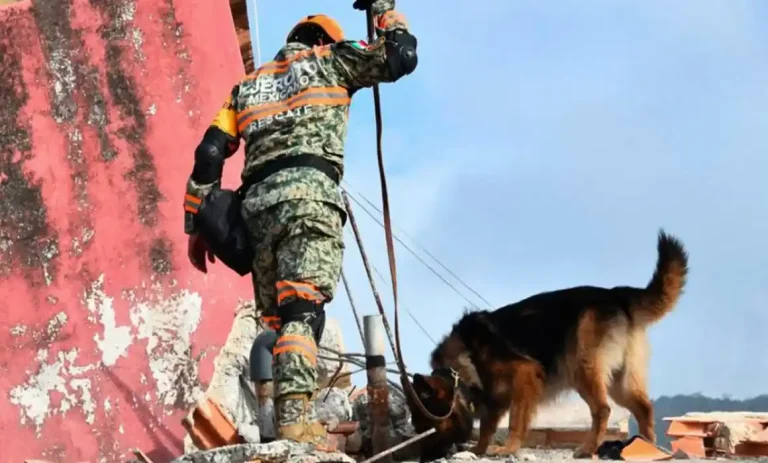 Olfatean binomios caninos mexicanos a persona y 20 cuerpos en Venezuela