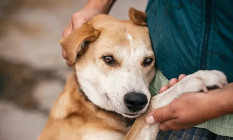 Ampliarán servicios de identificación para mascotas