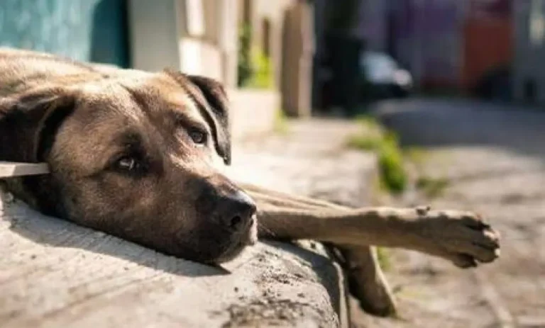 Bienestar Animal de Querétaro llama a esterilizar animales callejeros.
