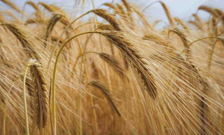 Productores de trigo recibirán hasta 2 mil pesos por tonelada