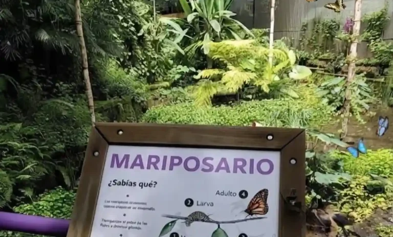 Parque Bicentenario proyecta nuevo mariposario