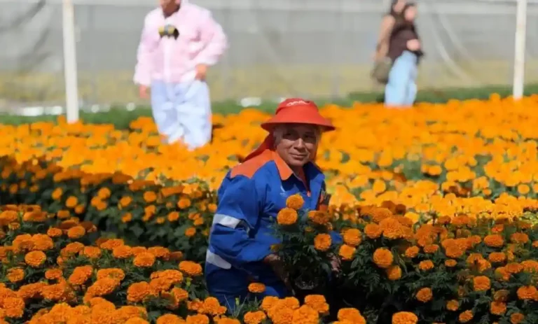 Cultiva Querétaro 35 mil flores de cempasúchil